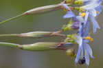 Nash's blue-eyed grass